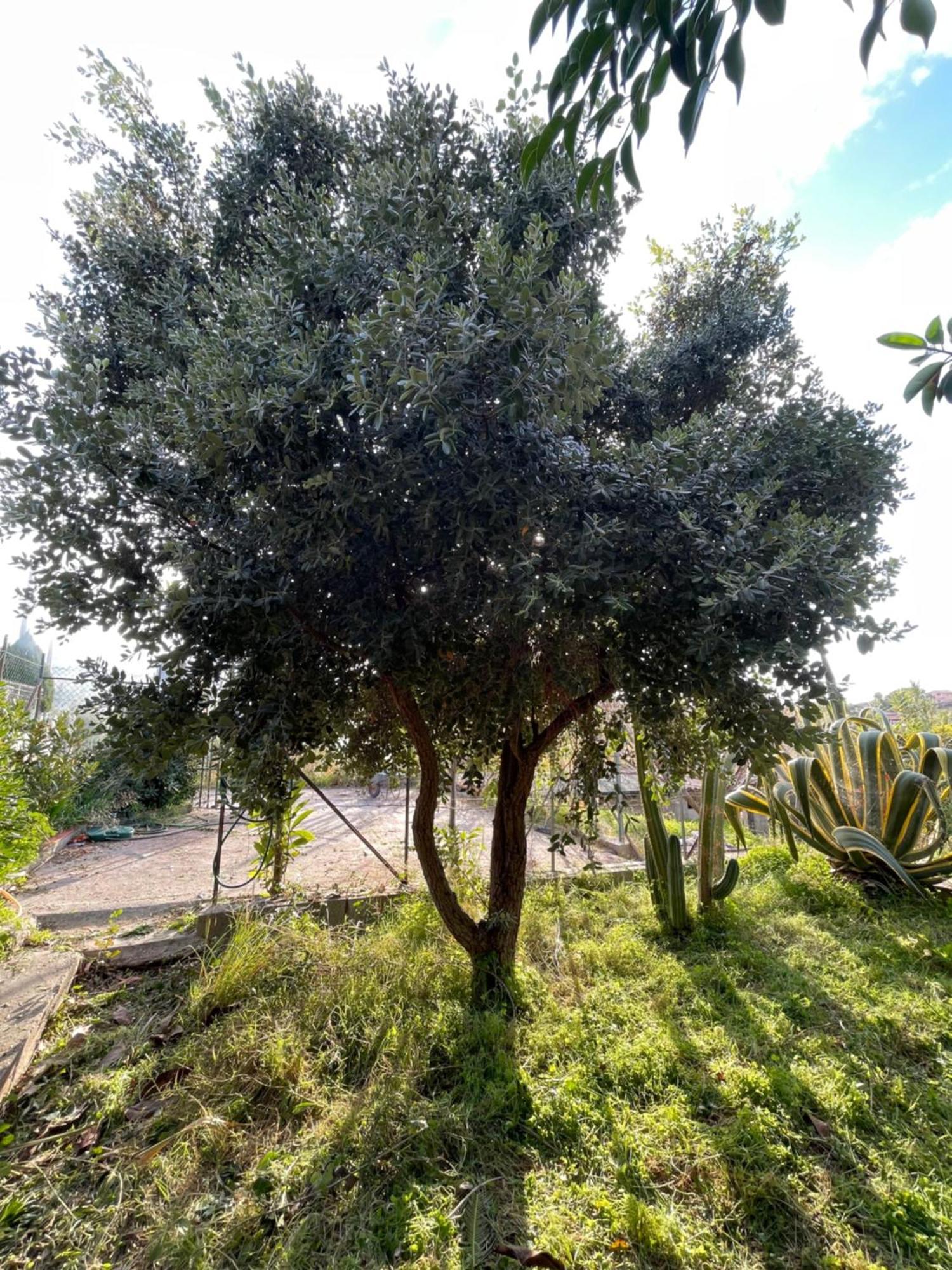 Villa Vittoria Trappeto  Exteriör bild